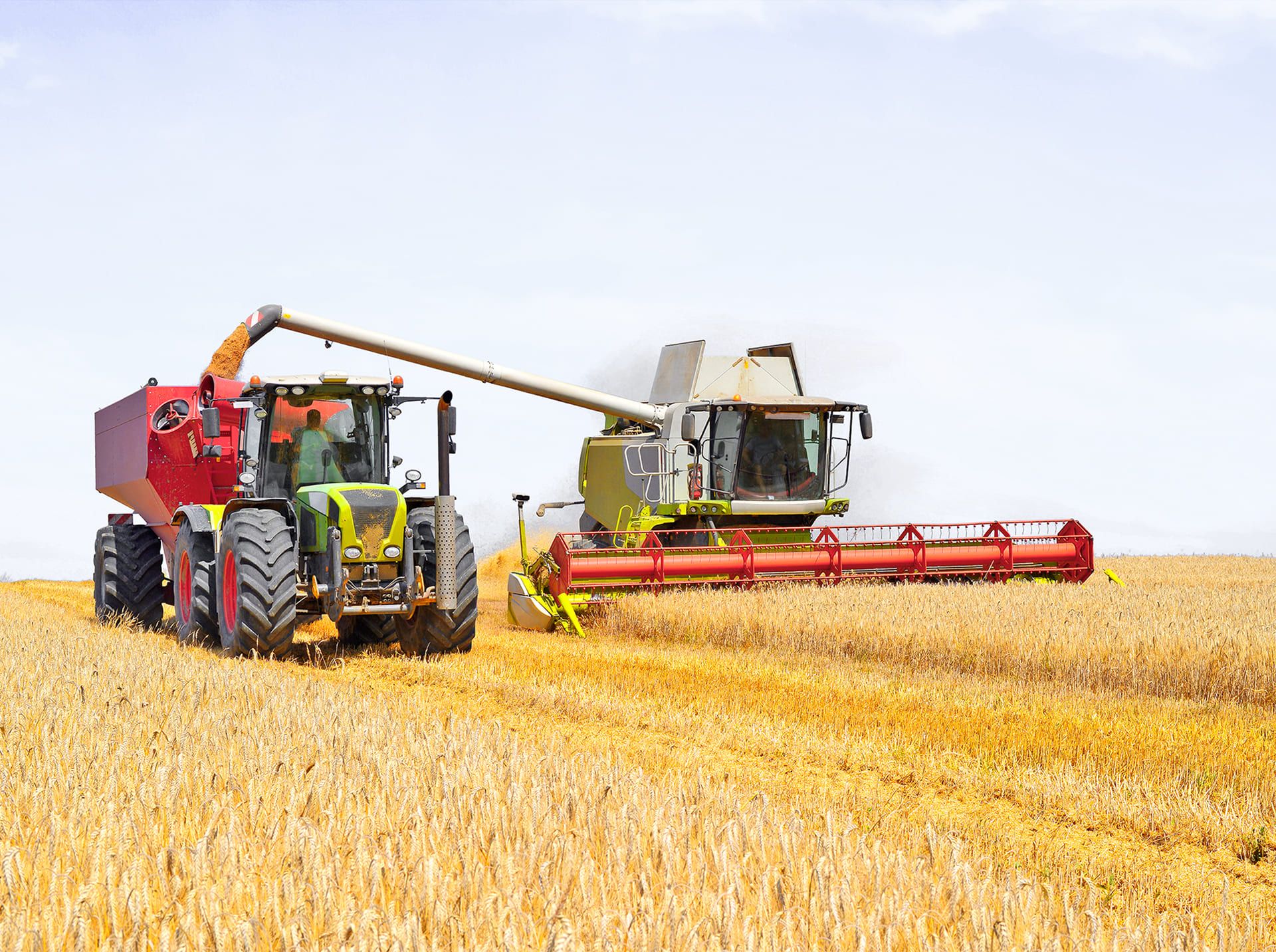 Ein Mähdrescher arbeitet in einem Feld und erntet reife Feldfrüchte.